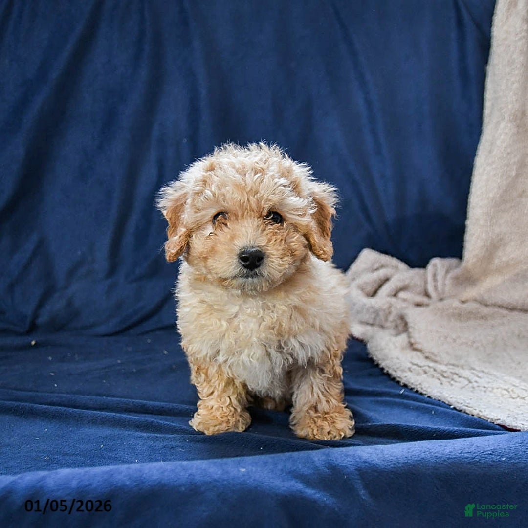Miniature Poodle dogs for sale: Bruno - Ad 1