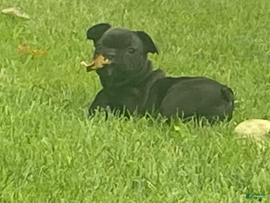 French Bulldog dogs Dallas - Ad 2