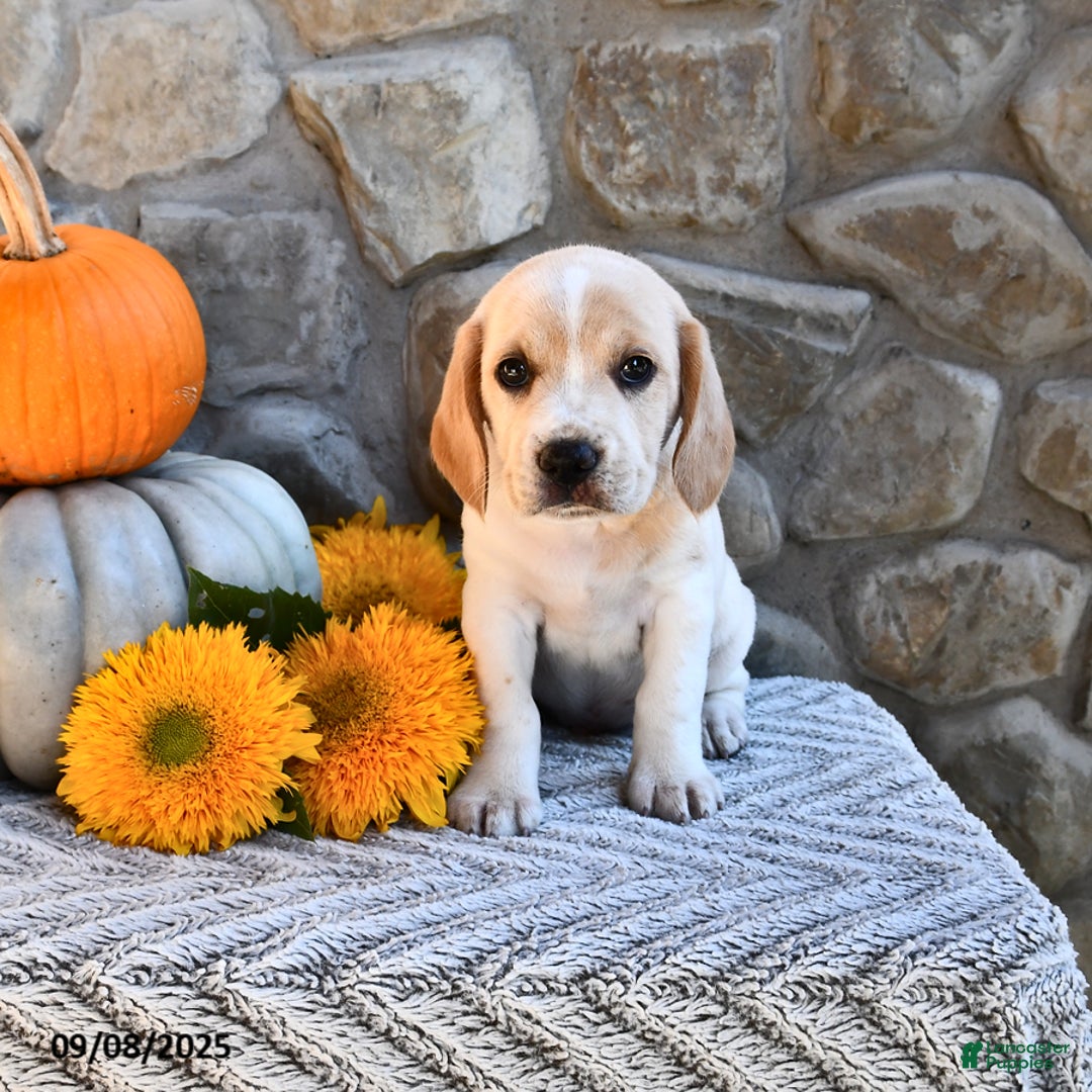 Mixed Breed dogs for sale: Atticus - Ad 3