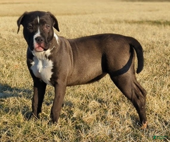 American Bully dogs Rage - Ad 9