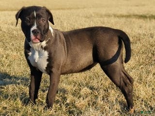 American Bully dogs Rage - Ad 9