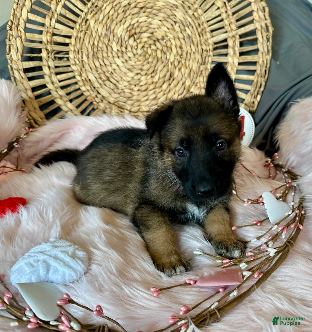 German Shepherd dogs for sale: Jasmine  - Ad 6