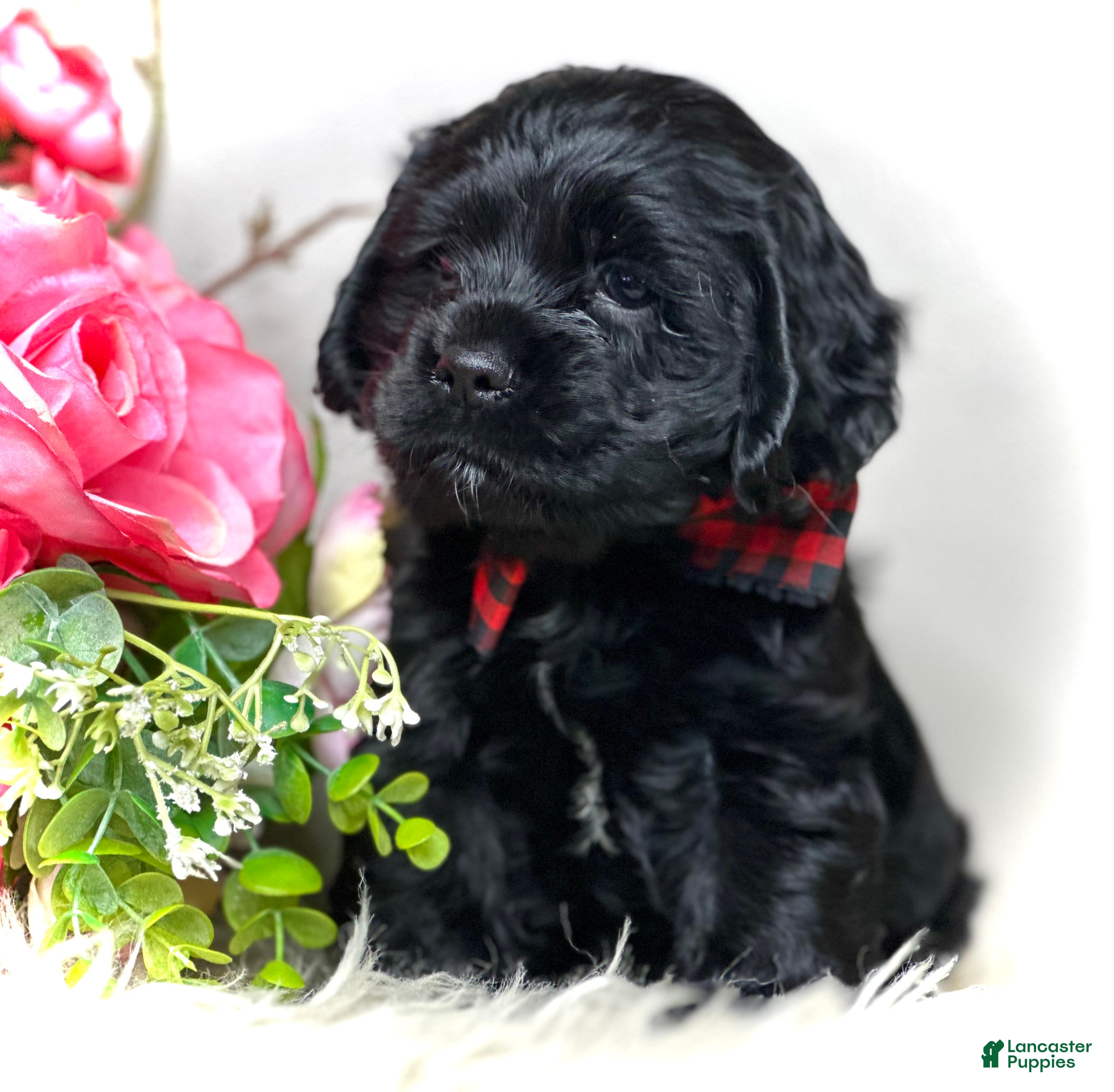 Cocker Spaniel dogs Jack - Ad 22