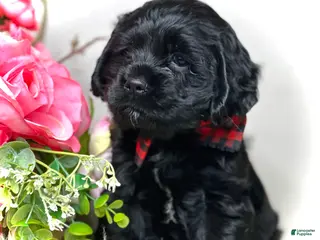 Cocker Spaniel dogs Jack - Ad 1