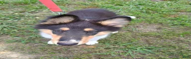 Tricolor - Big Boy