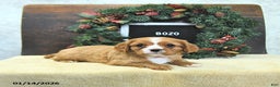Cavalier King Charles Spaniel dogs for sale: Bozo - Ad 2