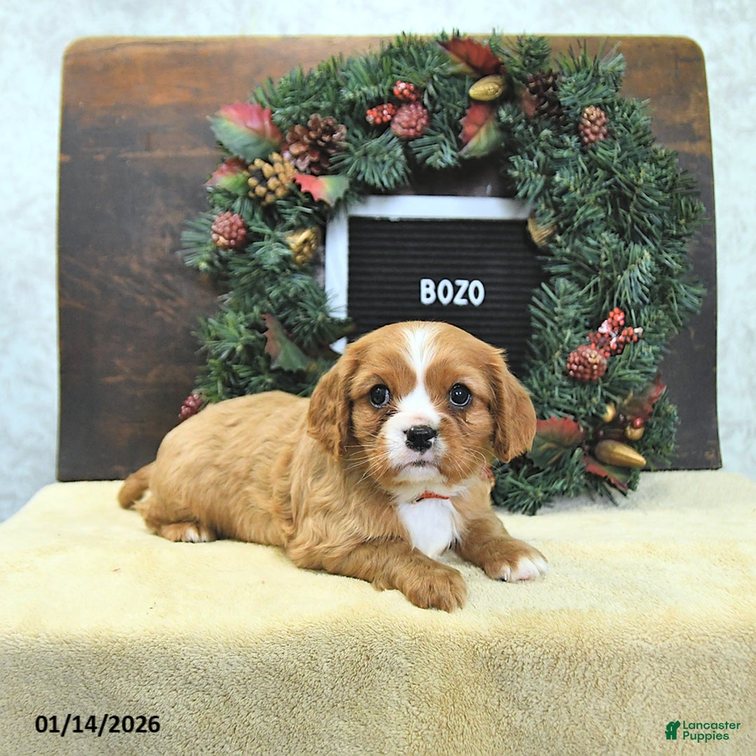 Cavalier King Charles Spaniel dogs for sale: Bozo - Ad 2