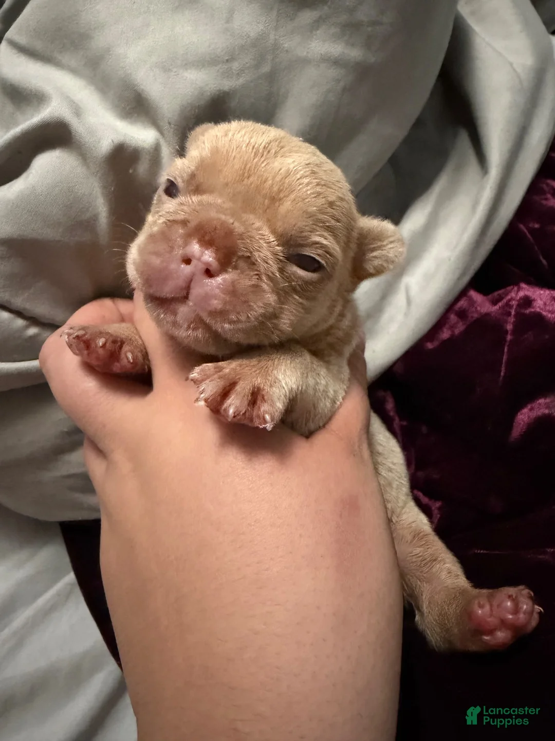 French Bulldog dogs for sale: French Bulldog 7 - Ad 2