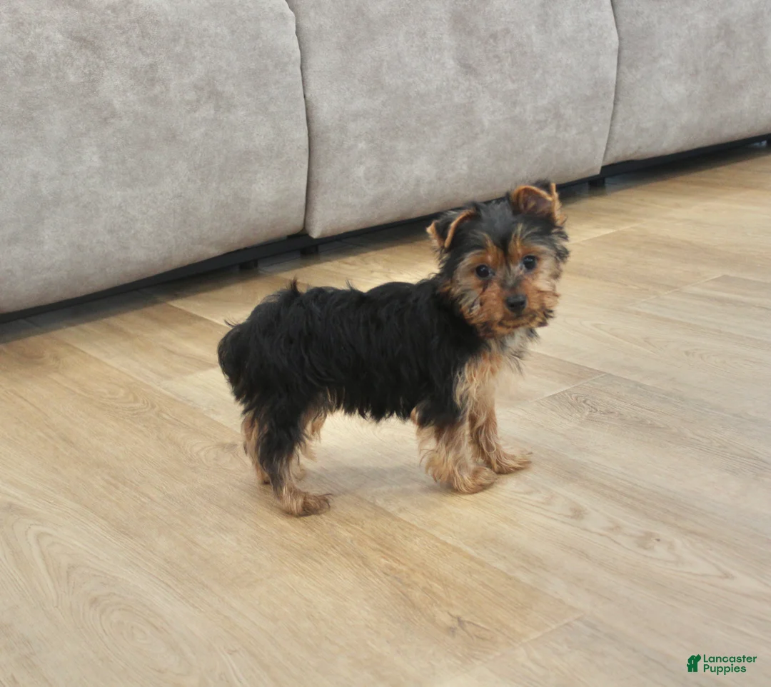 Yorkshire Terrier dogs for sale: Peaches - Ad 1