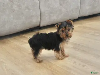 Yorkshire Terrier dogs Peaches - Ad 29