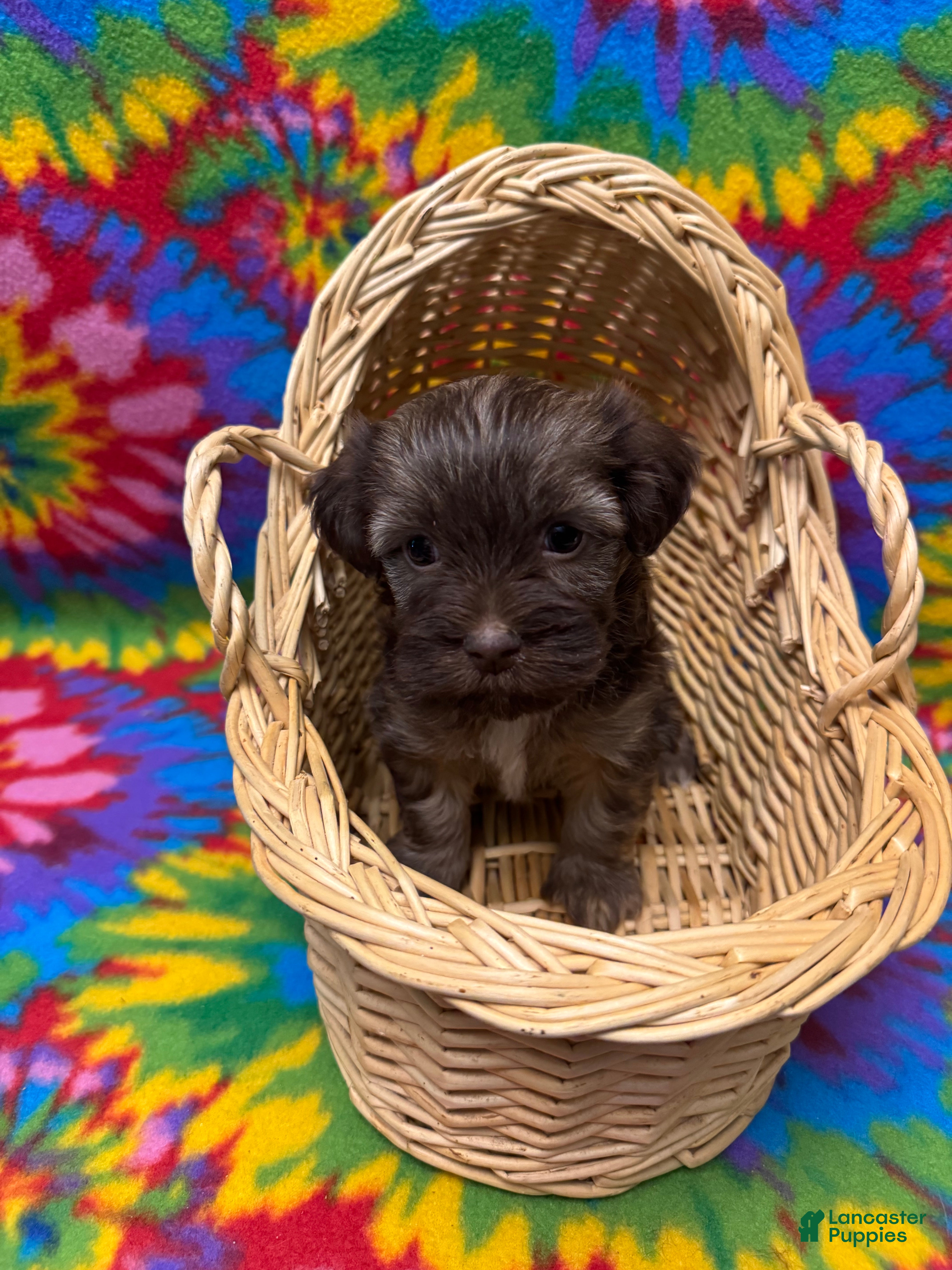 Havanese dogs Lincoln - Ad 1