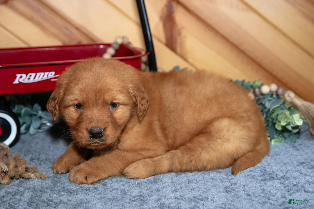 Golden Retriever dogs for sale: Buster - Ad 3