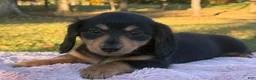 Miniature Dachshund dogs for sale: Etta - Ad 4
