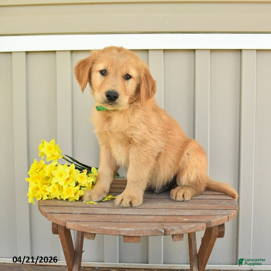 Golden Retriever dogs Sunny  - Ad 2
