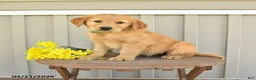 Golden Retriever dogs for sale: Sunny  - Ad 2