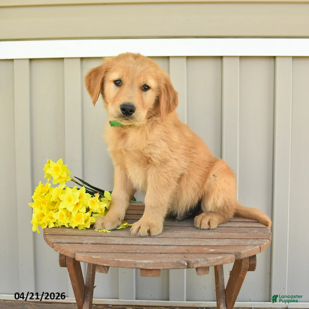 Golden Retriever dogs for sale: Sunny  - Ad 2