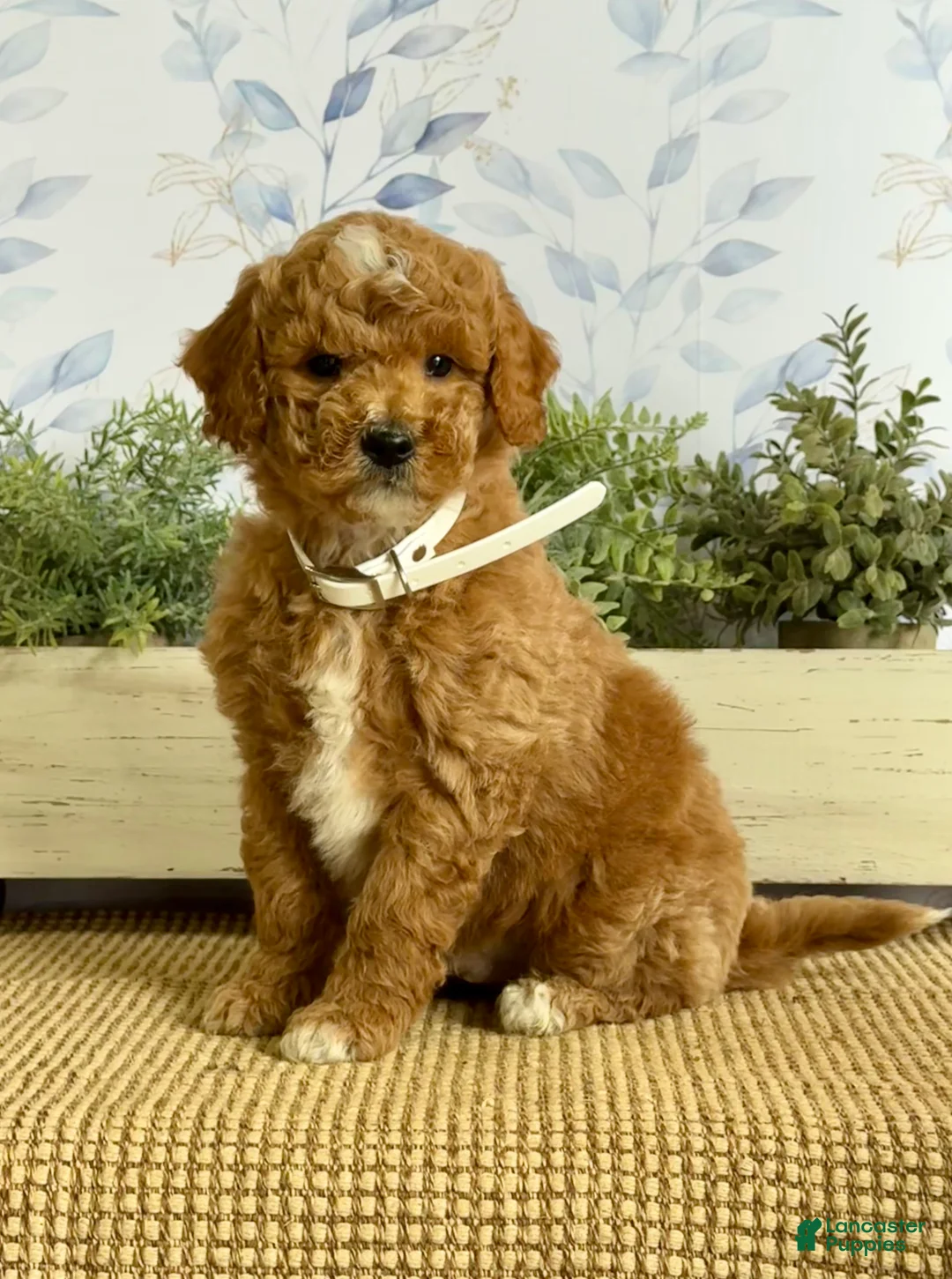 Mixed Breed dogs for sale: Karl - Ad 1