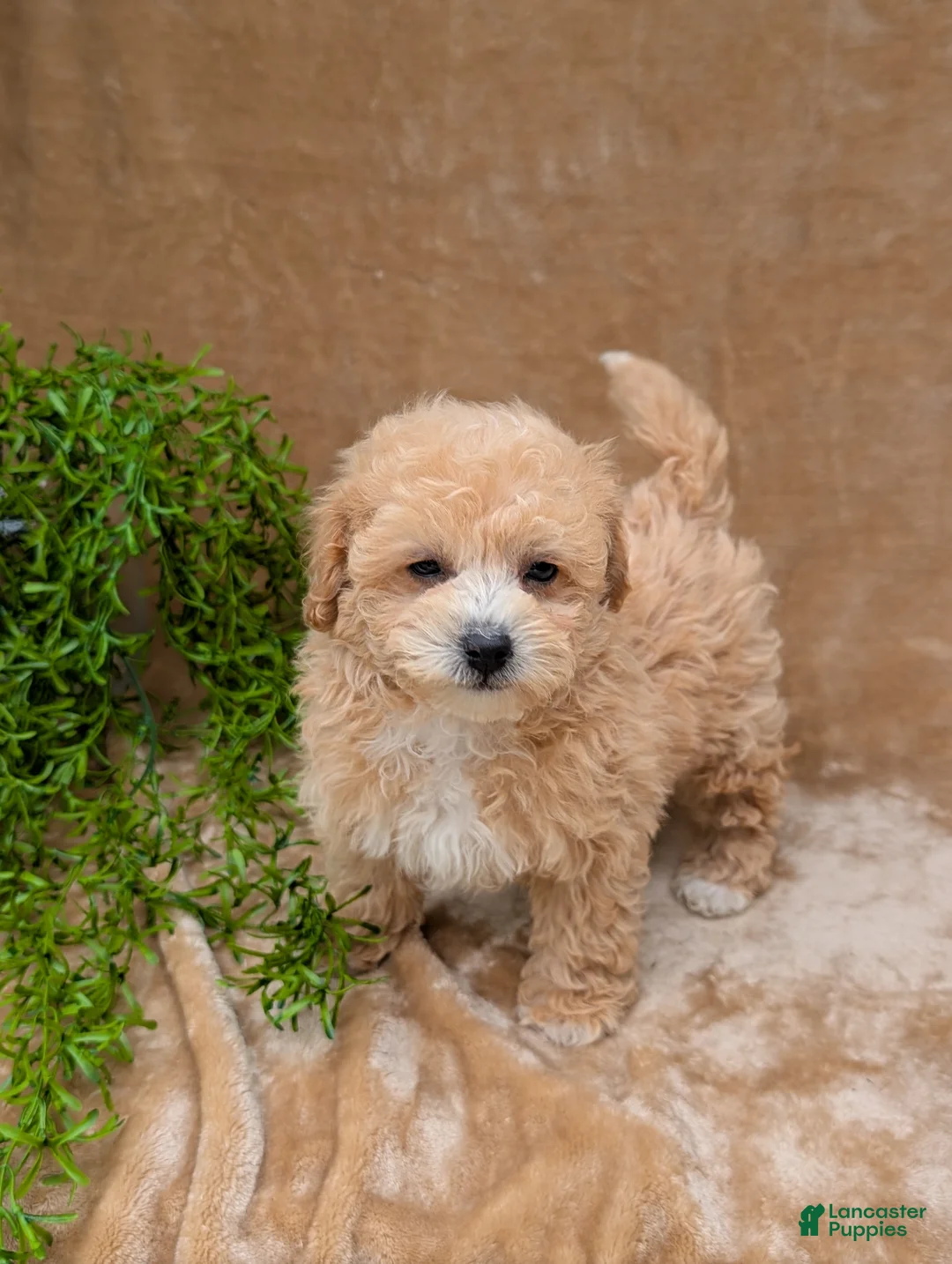Bichpoo dogs for sale: Kipp - Ad 2