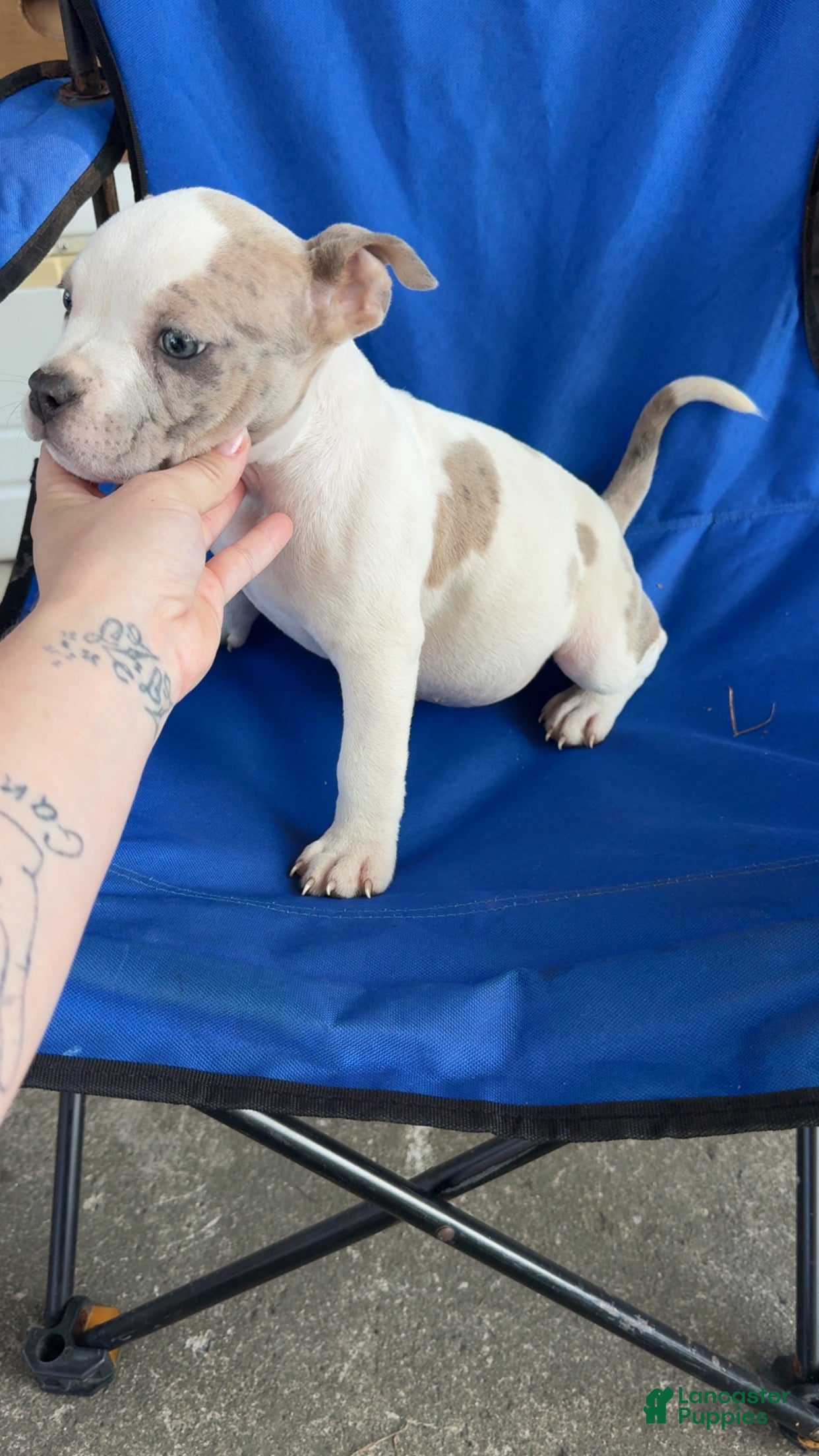 American Bully dogs for sale: American Bully 1 - Ad 1