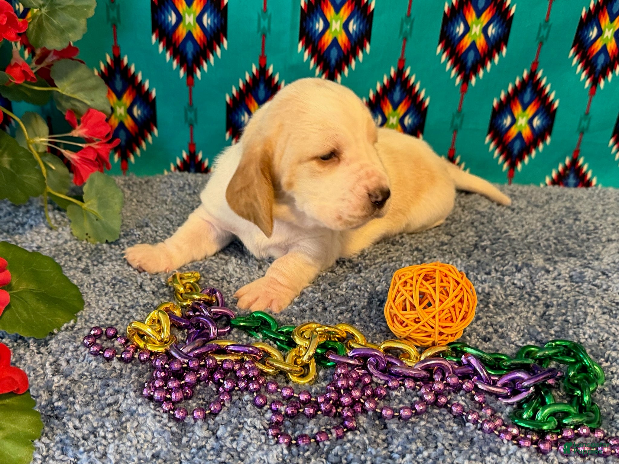 Basset Hound dogs for sale: Theo - Ad 2