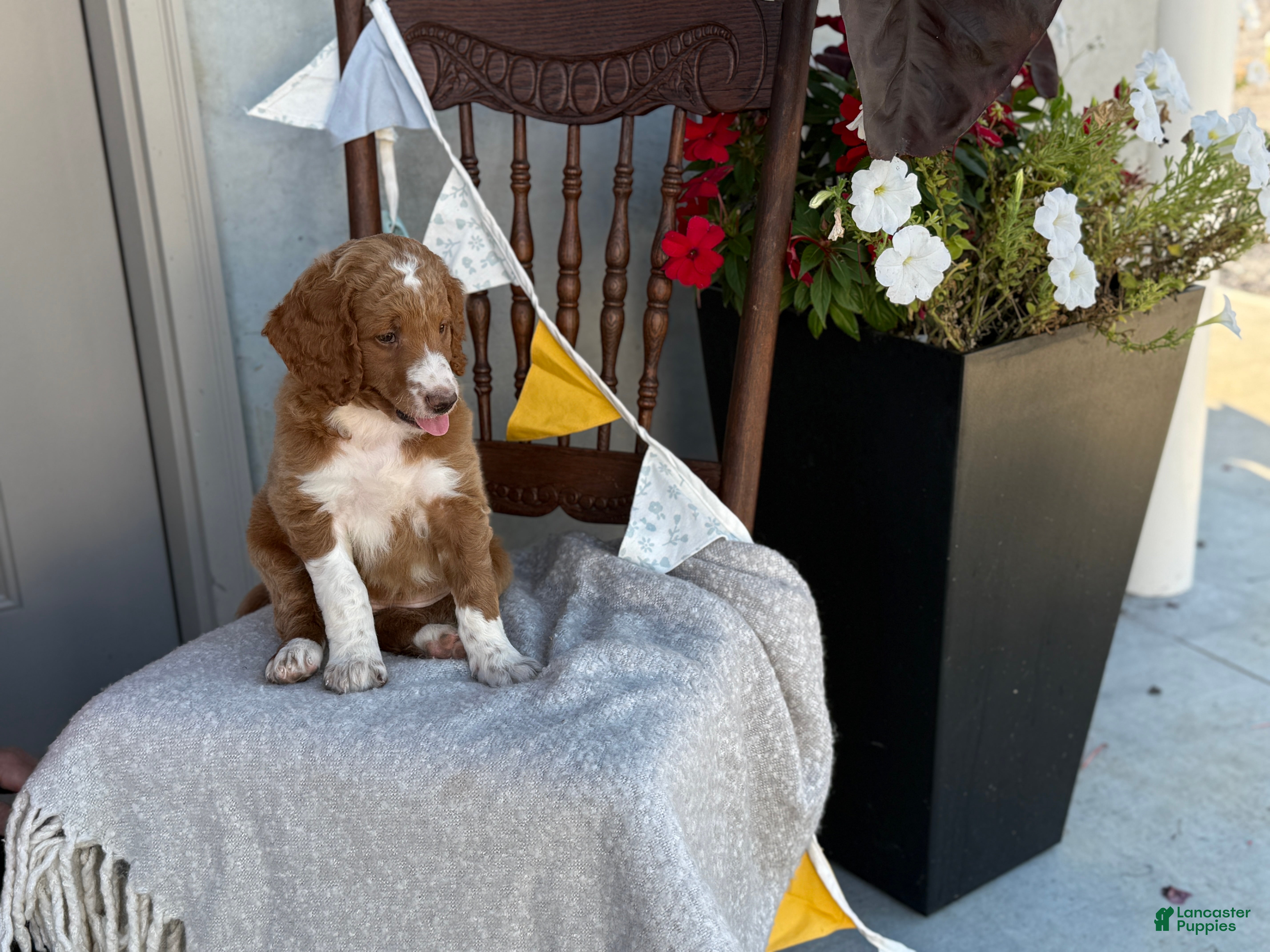 Goldendoodle dogs Carolina - Ad 2