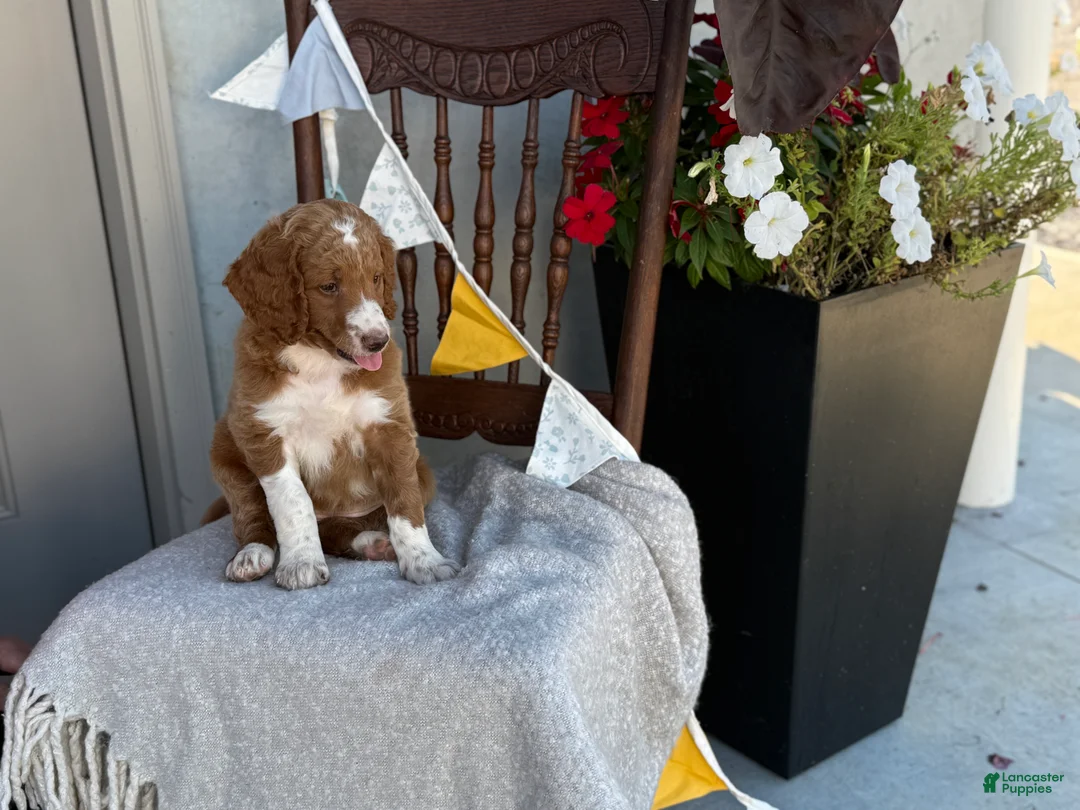 Goldendoodle dogs for sale: Carolina - Ad 2