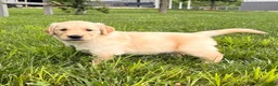Golden Retriever dogs for sale: Dolly - Ad 2