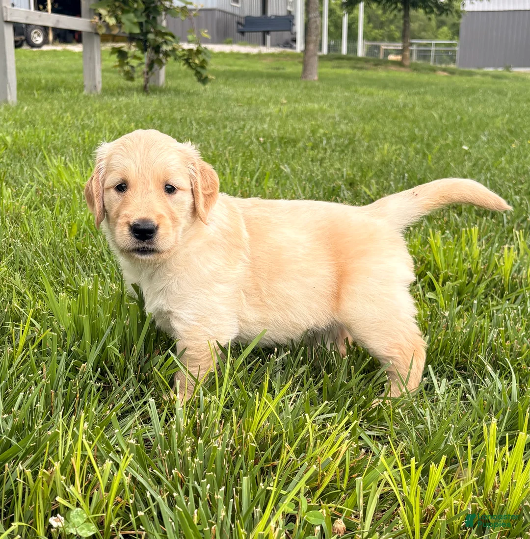 Golden Retriever dogs for sale: Dolly - Ad 2