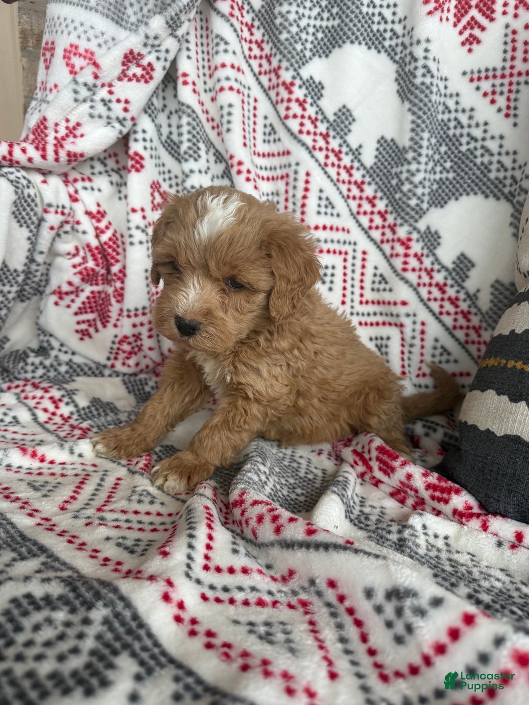 Mini Bernedoodle dogs for sale: Cooper - Ad 3