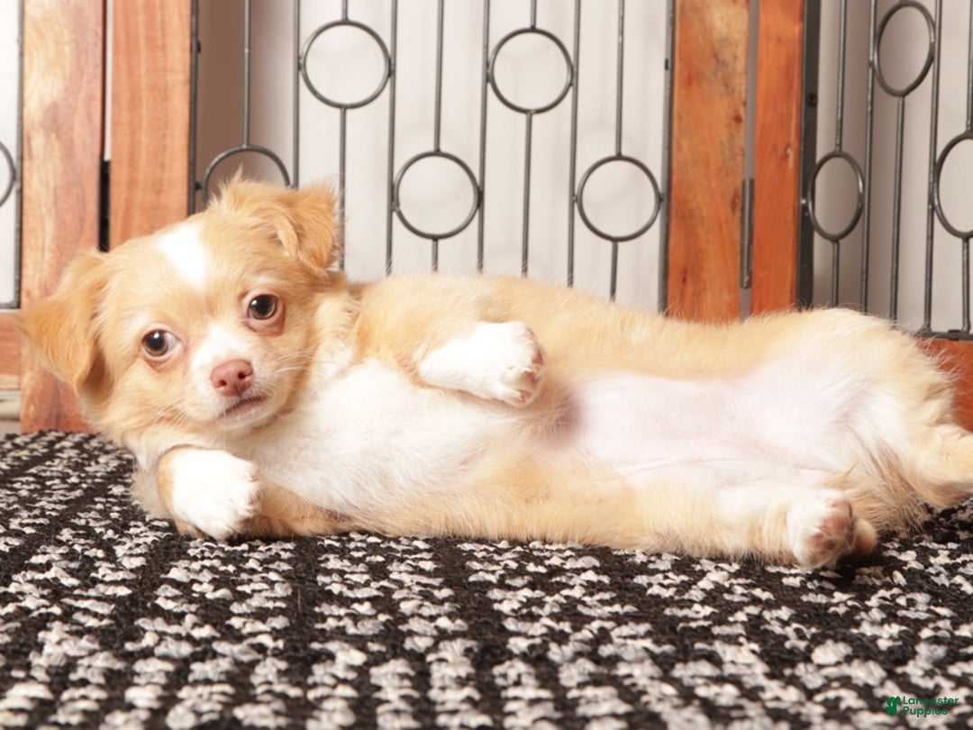 Chihuahua dogs for sale: Lucy Tan Long Haired Chihuahua  - Ad 2