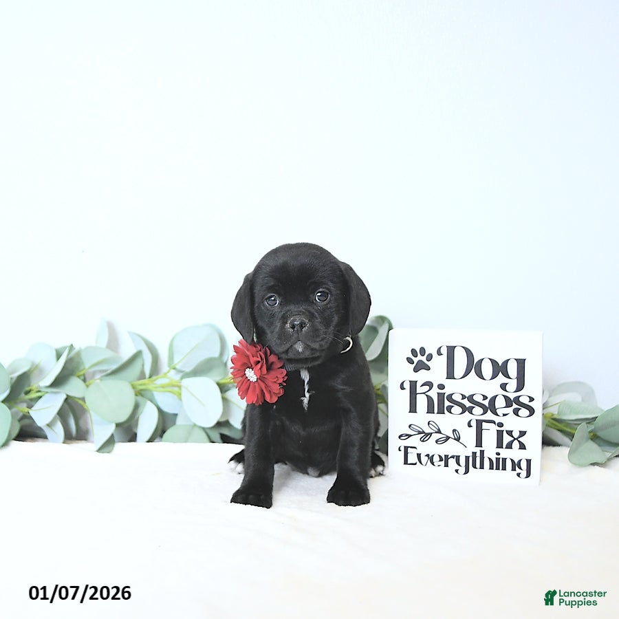 Puggle dogs Gabby - Ad 35