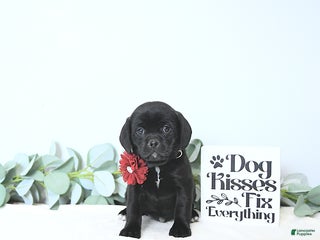 Puggle dogs Gabby - Ad 35