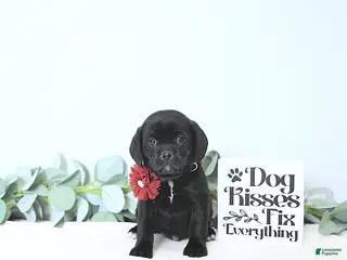 Puggle dogs Gabby - Ad 1