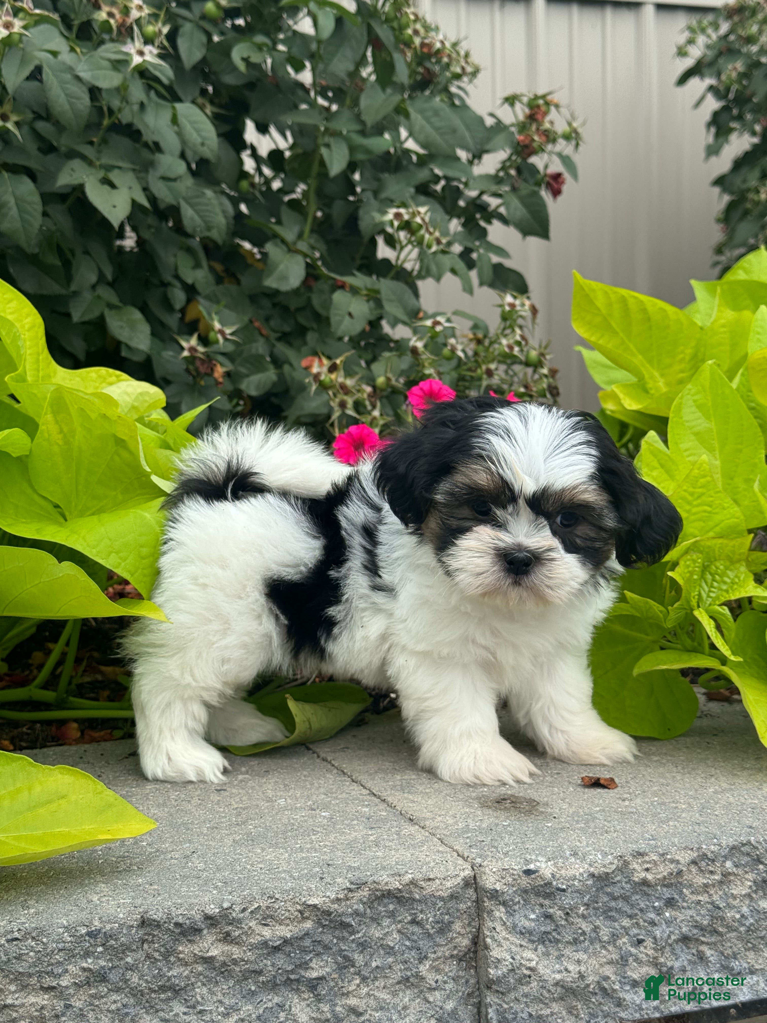 Shih Tzu dogs Sparkle - Ad 5
