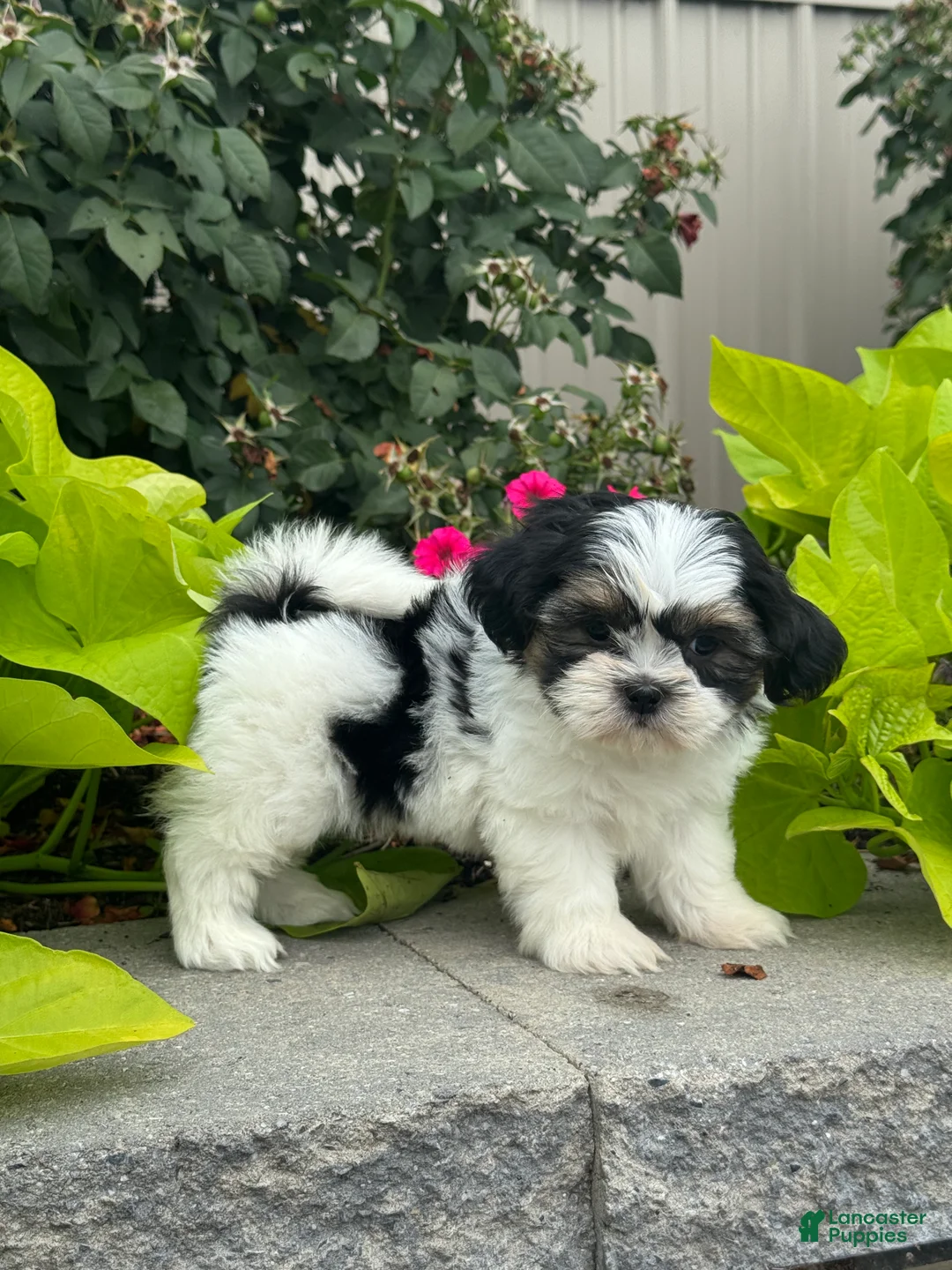 Shih Tzu dogs for sale: Sparkle - Ad 1