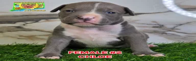 Chloe