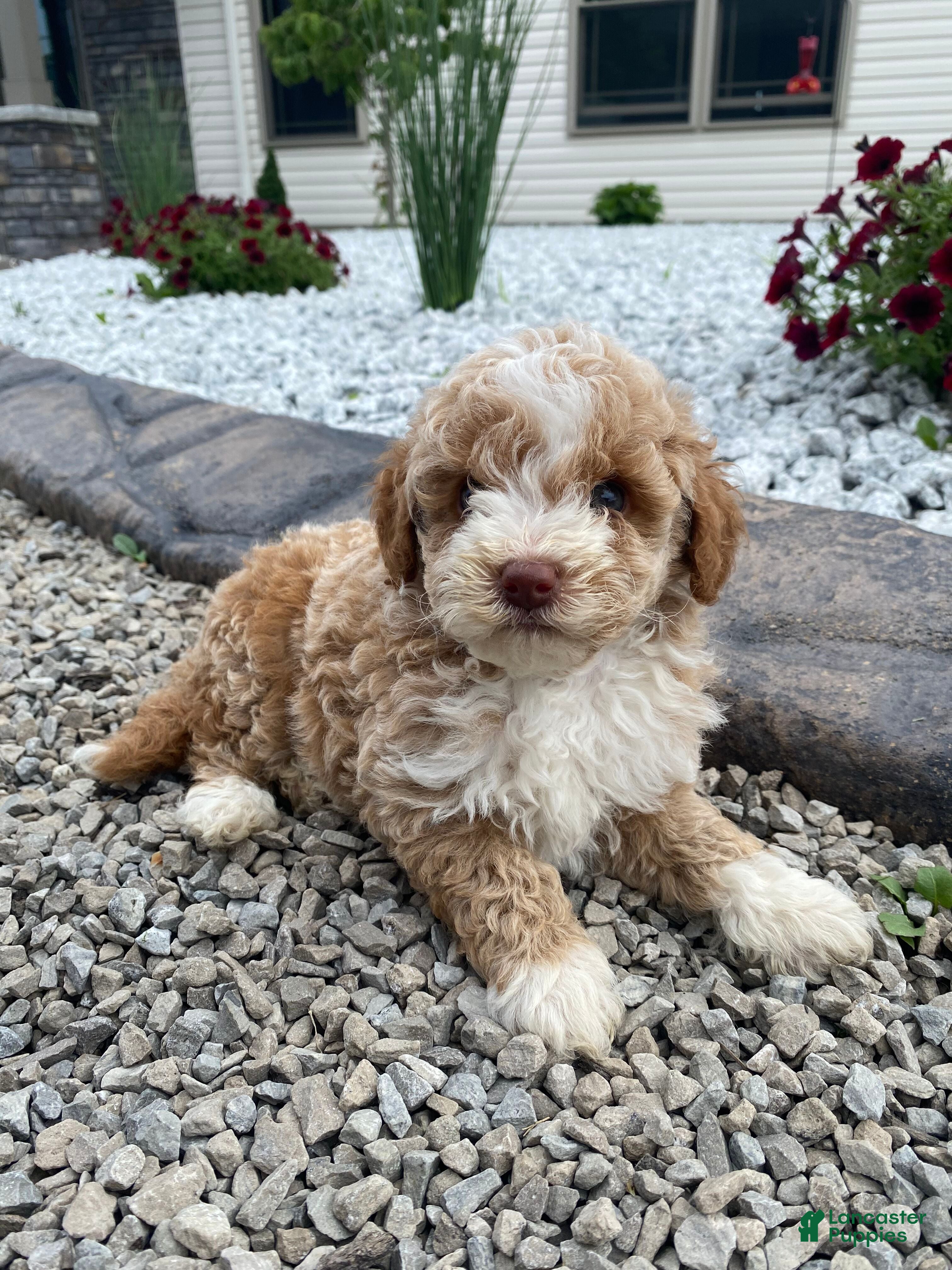 Miniature Poodle dogs Lincoln - Ad 1