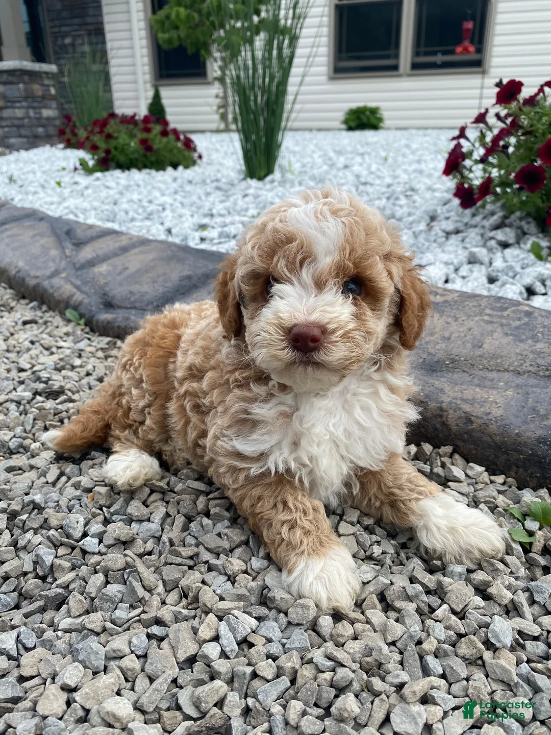 Miniature Poodle dogs for sale: Lincoln - Ad 1