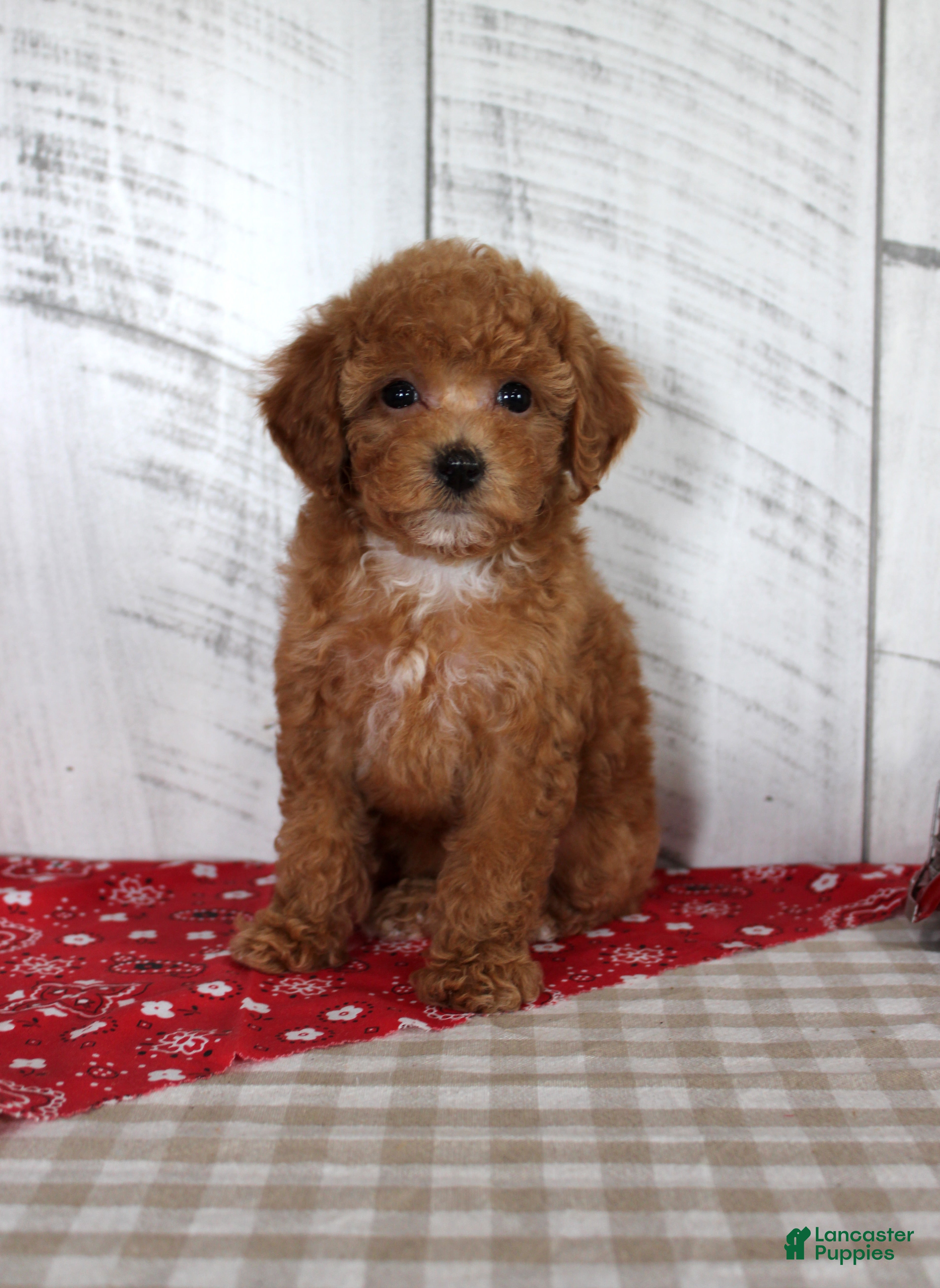 Toy Poodle dogs Bridget - Ad 21