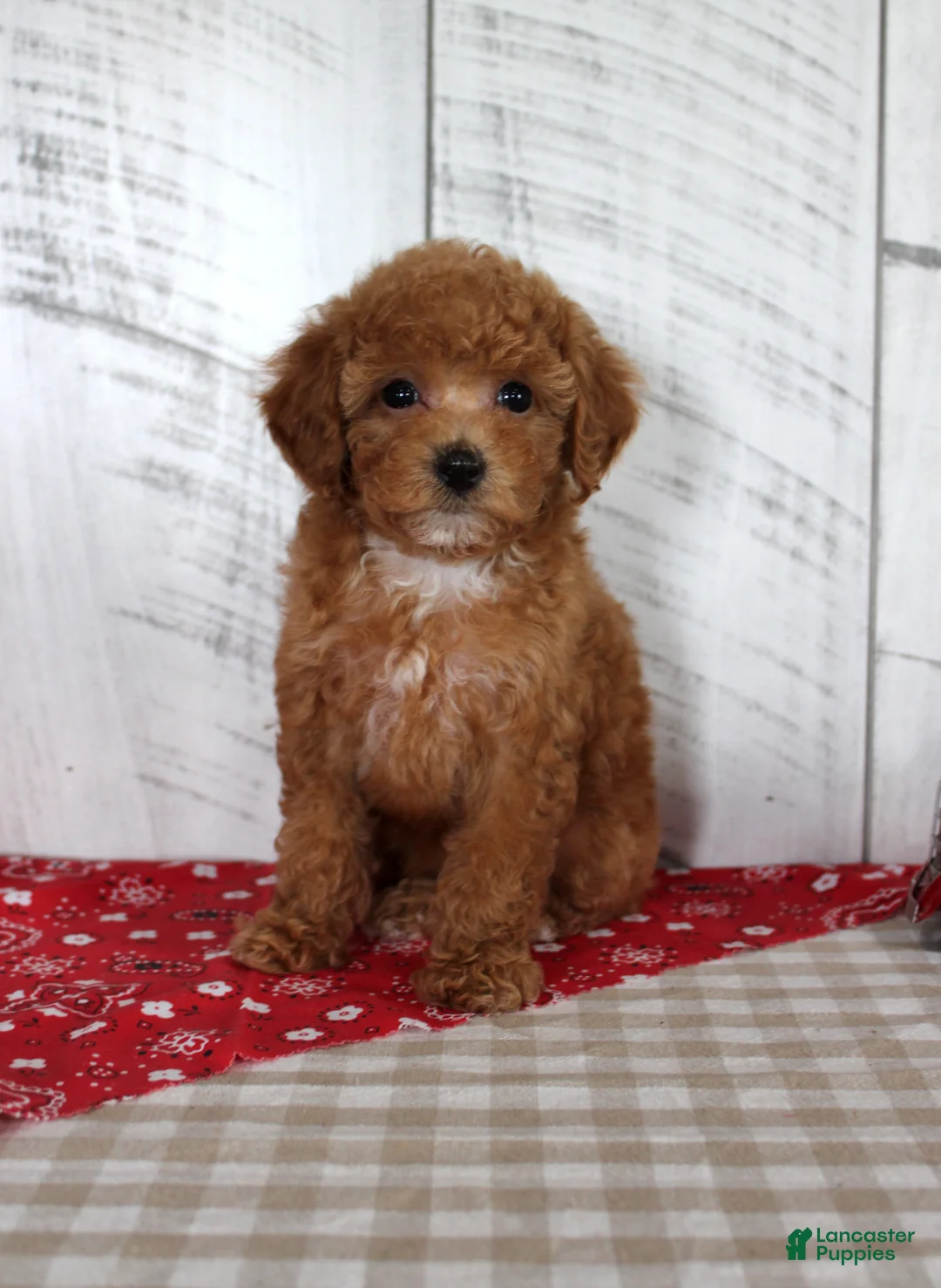 Toy Poodle dogs for sale: Bridget - Ad 1
