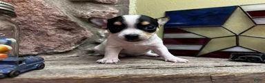 🐾Lisa~Tricolor Chihuahua
