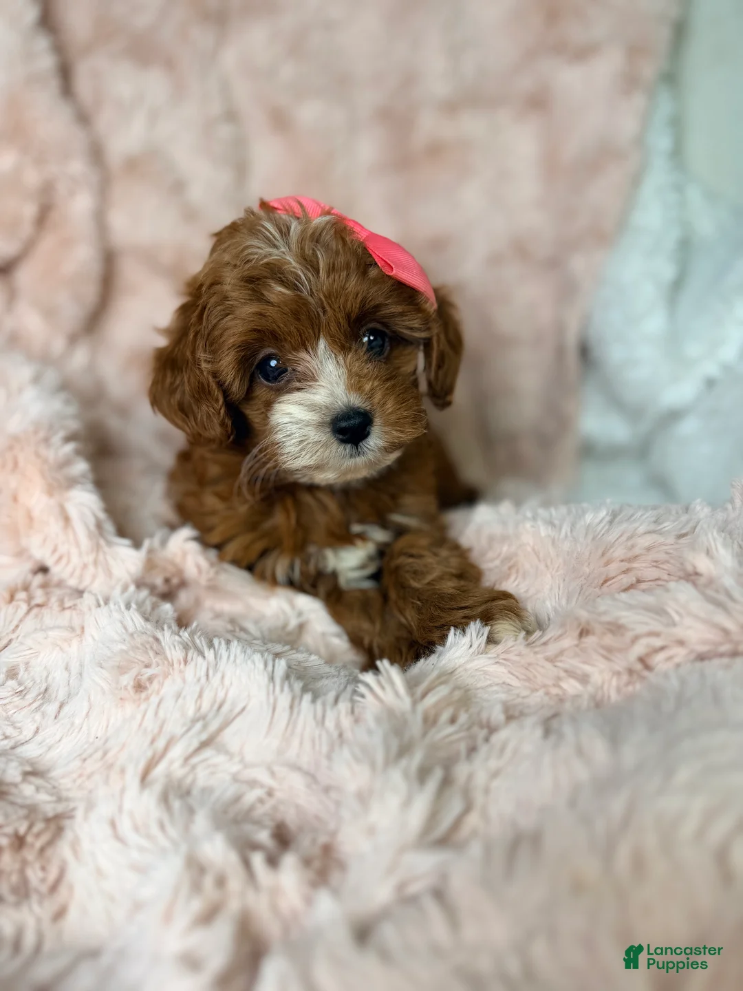 Cavapoo dogs for sale: Remi-toy - Ad 8
