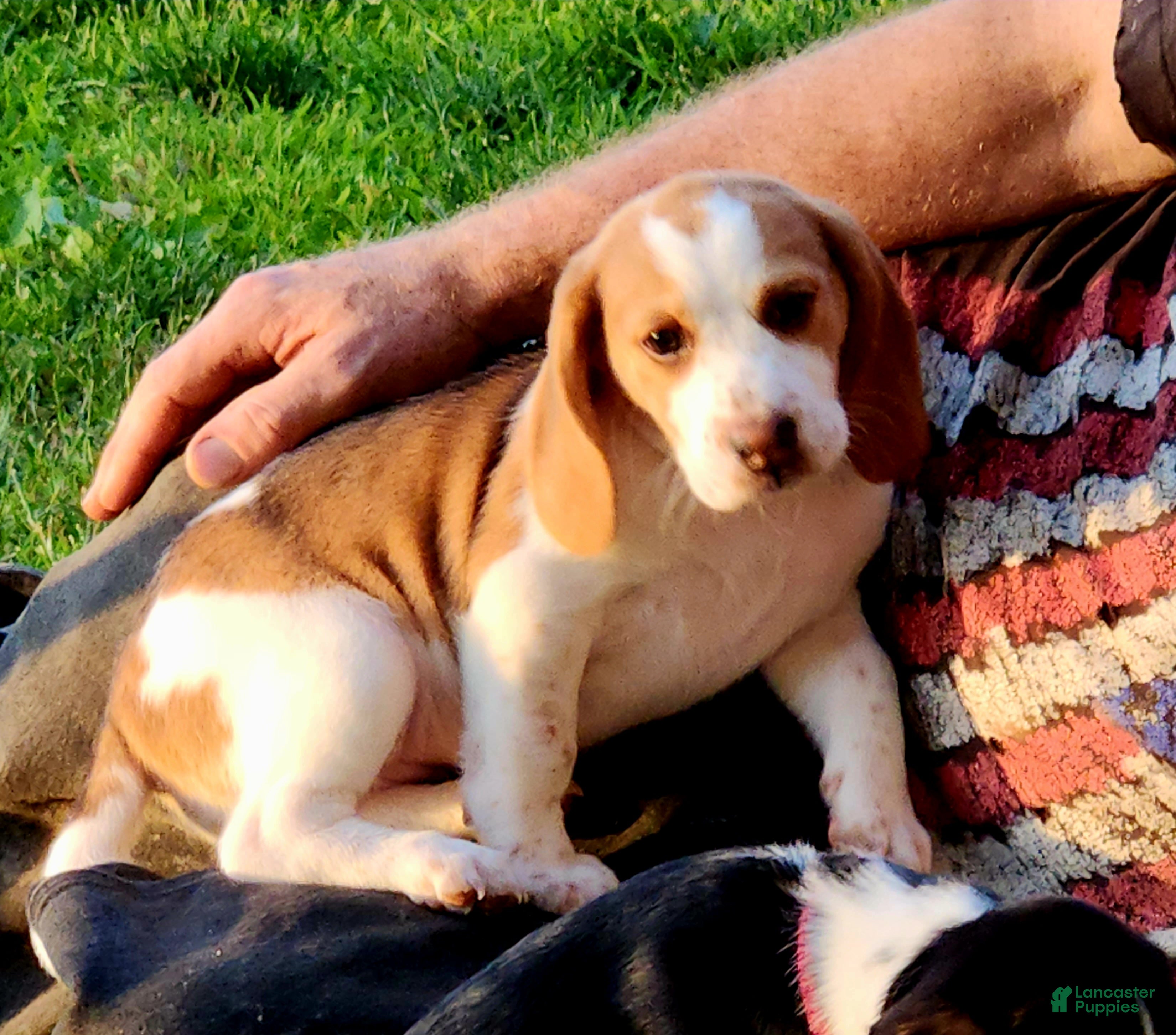 Beagle dogs Meadow  - Ad 2