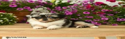 Toy Australian Shepherd dogs for sale: Angela - Ad 4