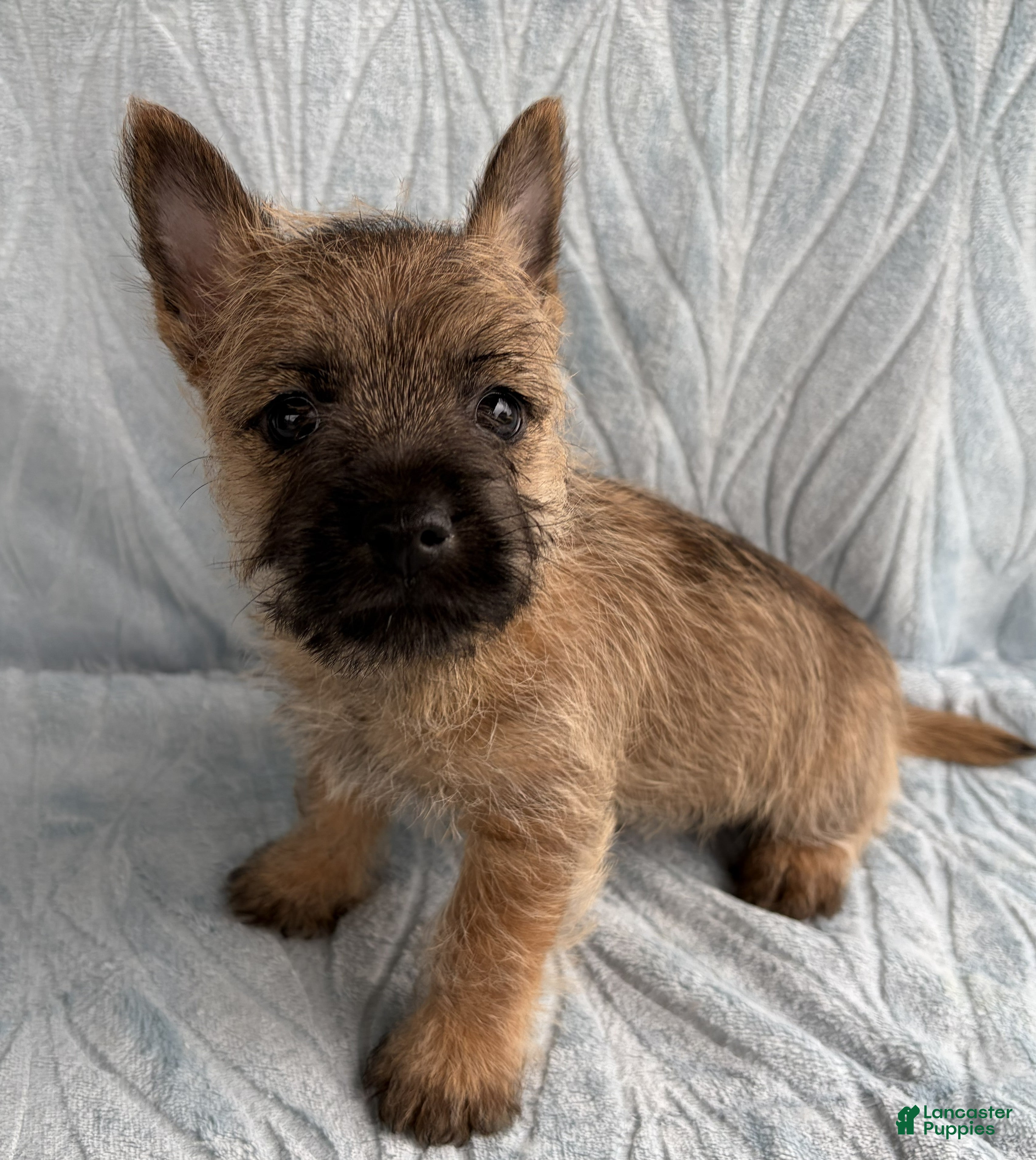 Cairn Terrier dogs Cairn Terrier Puppy 3 Dean - Ad 1
