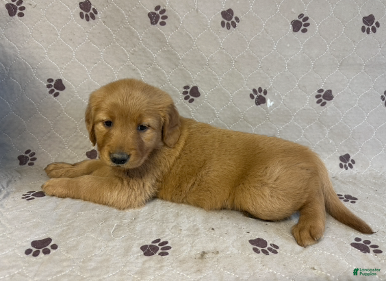 Golden Retriever dogs Ms. Yellow - Ad 1