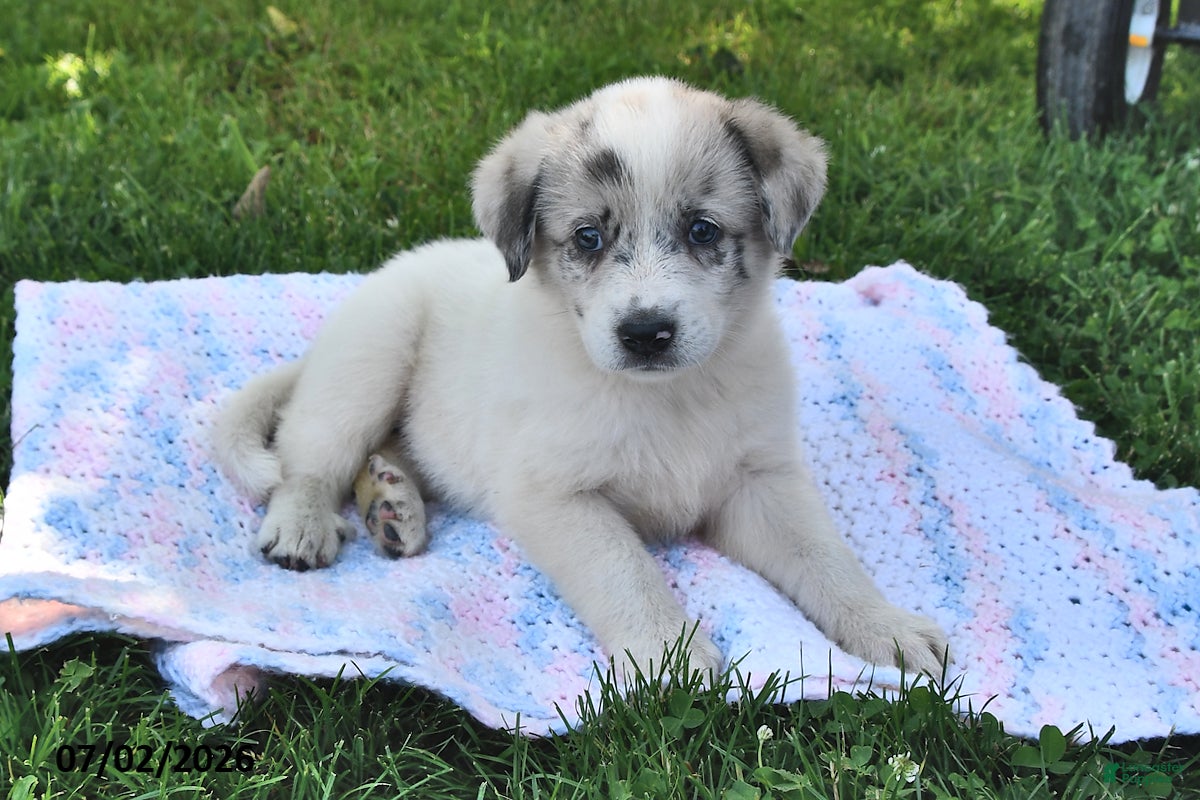 Mixed Breed dogs Belle - Ad 1