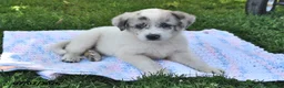 Mixed Breed dogs for sale: Belle - Ad 1