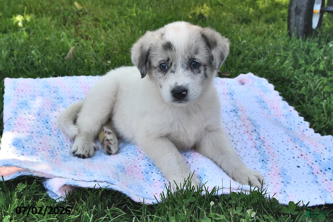 Mixed Breed dogs for sale: Belle - Ad 1