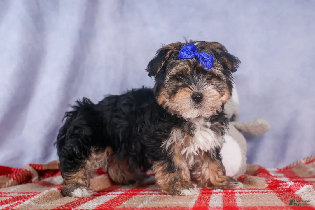 Morkie dogs for sale: Newton - Ad 28